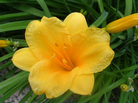 dior around the world stella|stella daylily varieties.